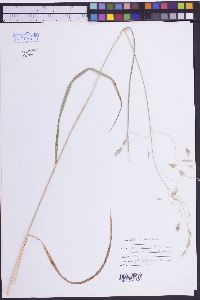 Bromus richardsoni image