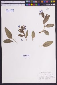 Mertensia lanceolata var. fendleri image