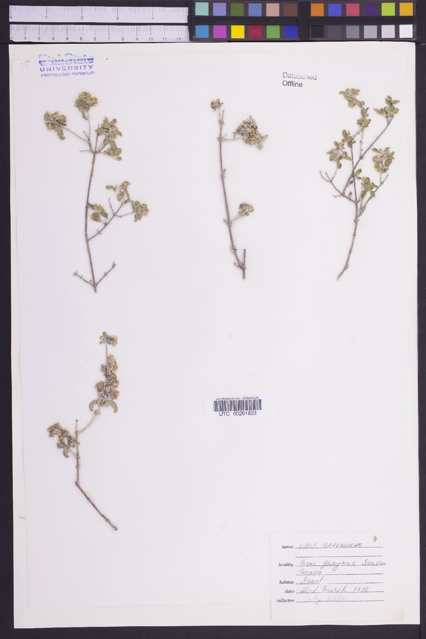 Lippia graveolens image