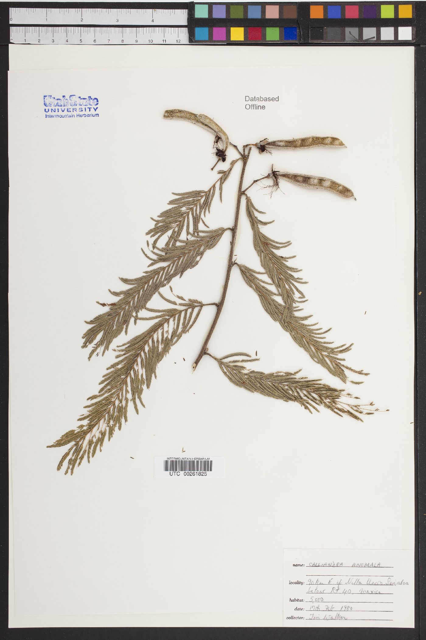 Calliandra anomala image