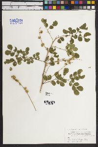 Mimosa spirocarpa image