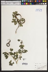 Calliandra rupestris image