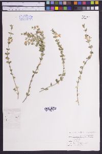 Scutellaria potosina image