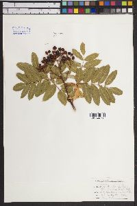 Sorbus scopulina image