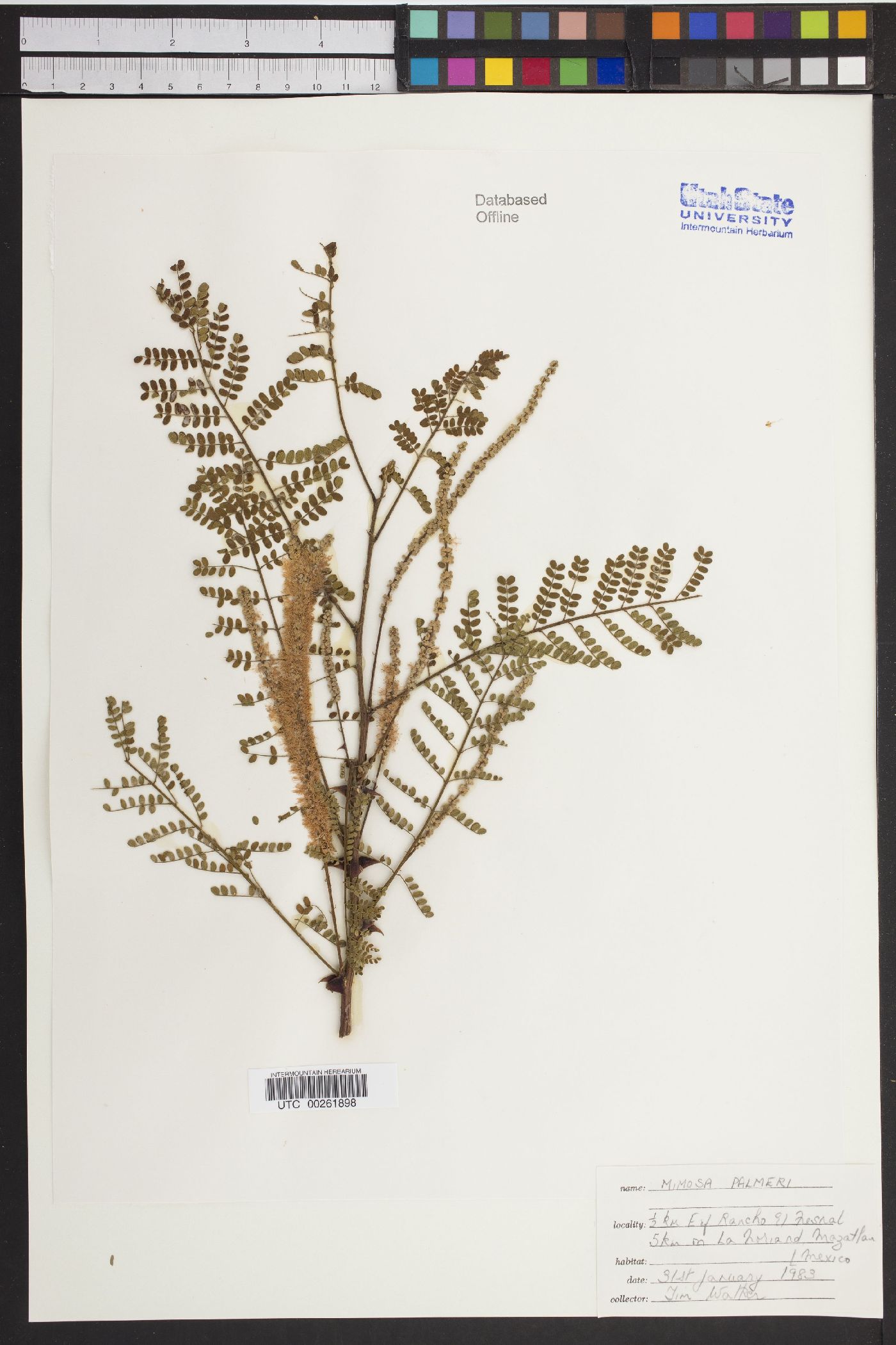Mimosa palmeri image