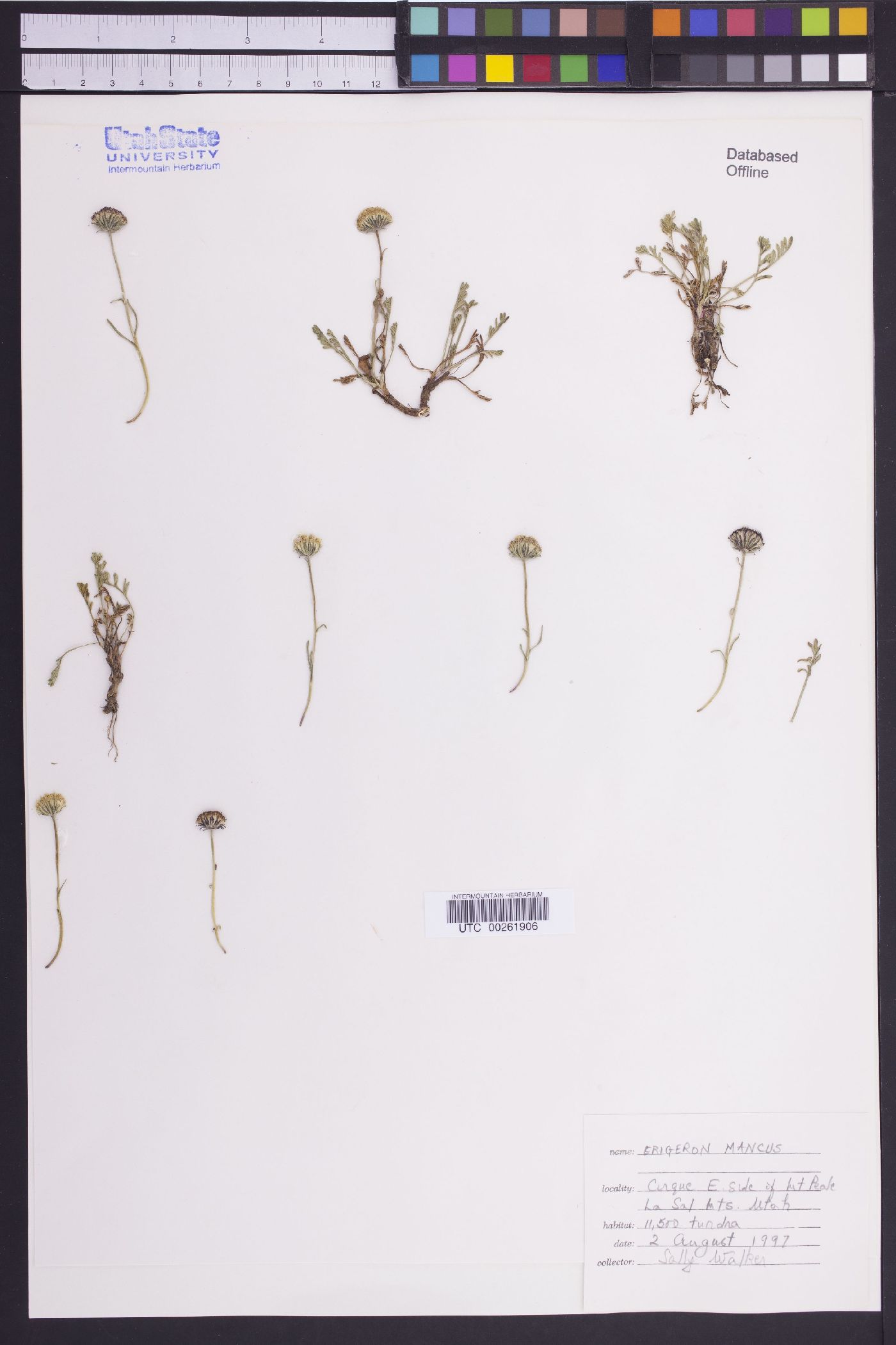 Erigeron mancus image