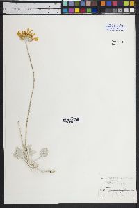 Enceliopsis nudicaulis image