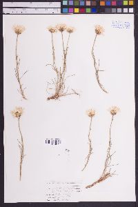 Erigeron pulcherrimus image