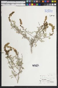 Franseria magdalenae image