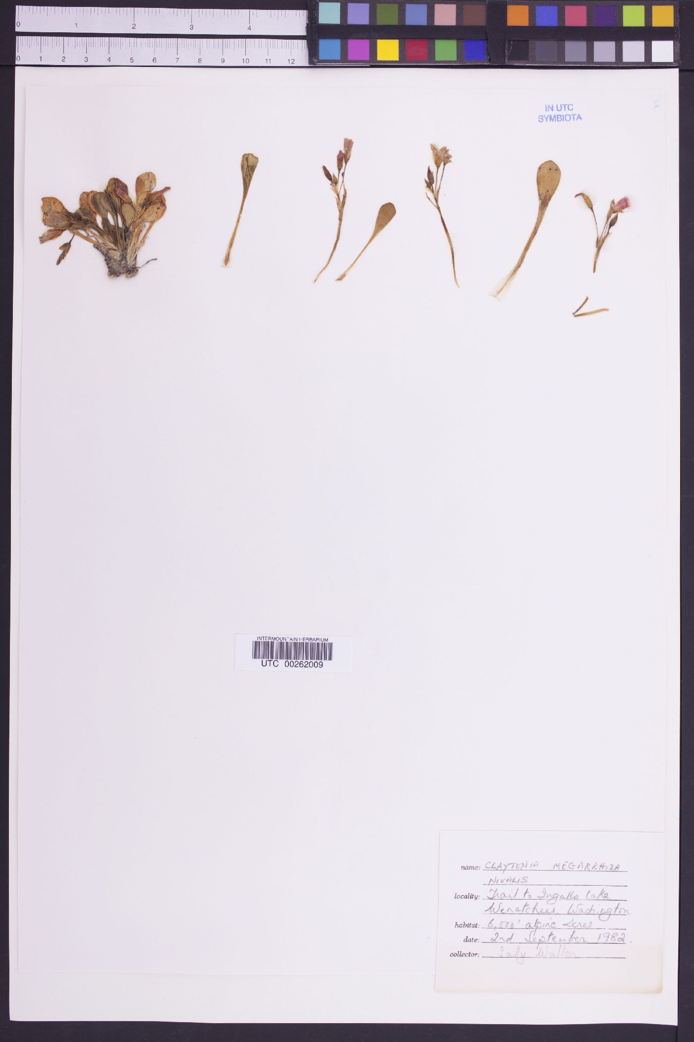 Claytonia megarhiza var. nivalis image