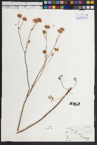 Eriogonum polypodum image