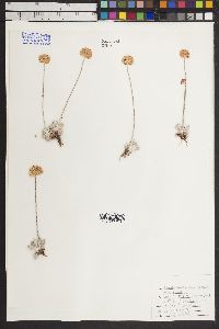 Eriogonum ovalifolium image
