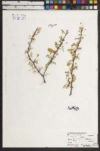 Acacia constricta image