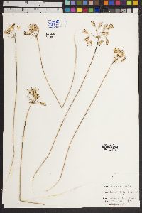 Image of Bloomeria aurea