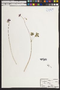 Geranium richardsonii image