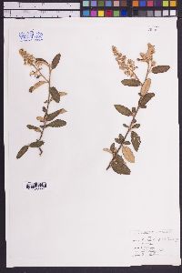 Ceanothus caeruleus image