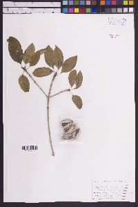 Combretum fruticosum image