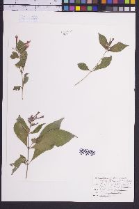 Cuphea graciliflora image