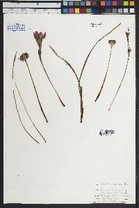 Zephyranthes carinata image