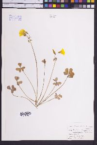 Oxalis pes-caprae image