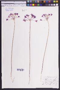 Allium peninsulare image