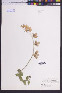 Lathyrus laetiflorus image