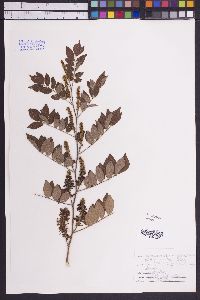 Image of Lonchocarpus lanceolatus