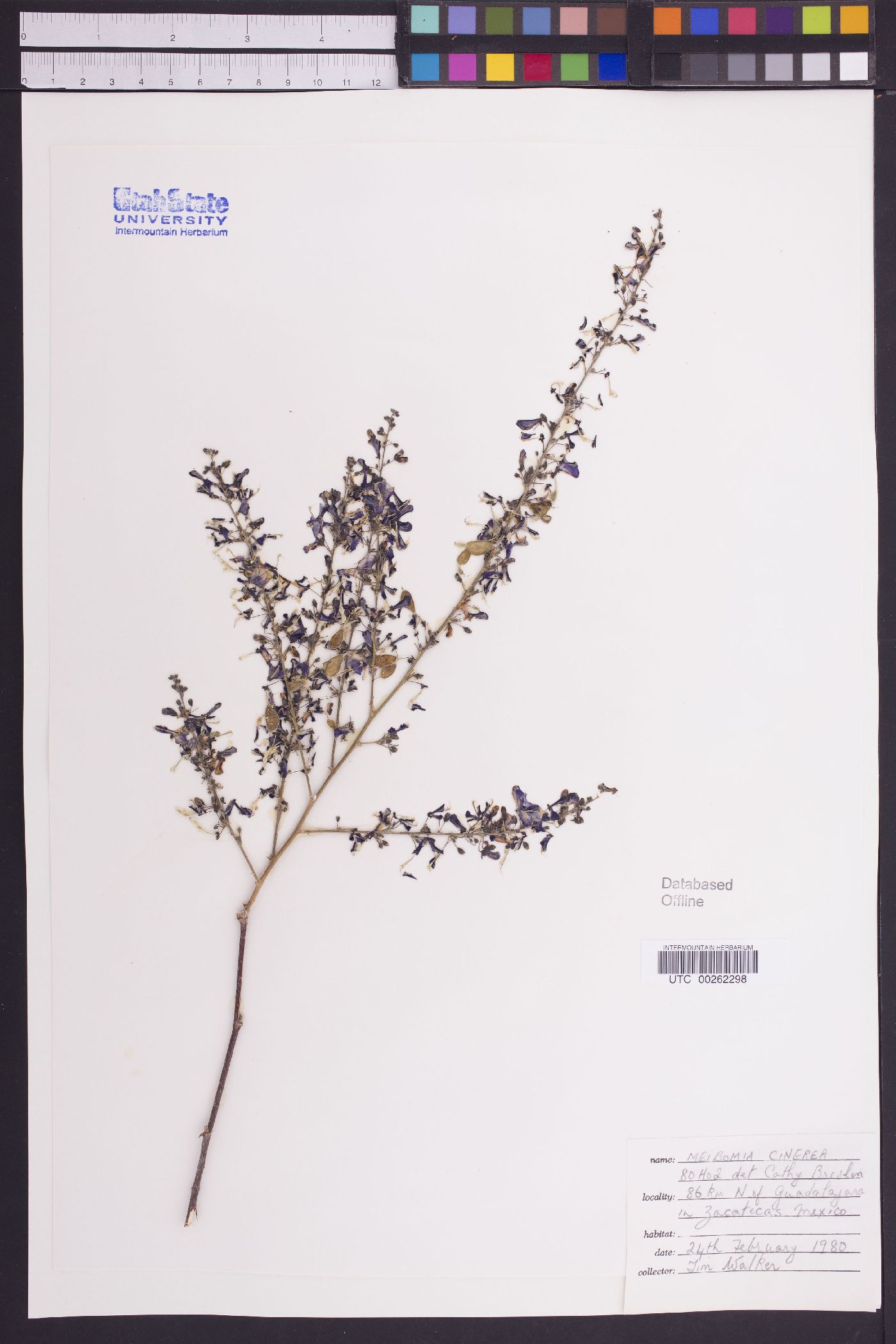 Meibomia cinerea image
