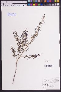 Media resource of Meibomia cinerea