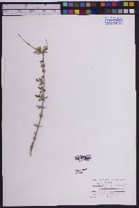 Forestiera angustifolia image