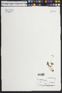 Oxalis alpina image