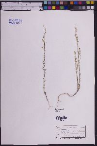 Linum neomexicanum image