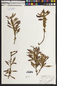 Myrica cerifera image