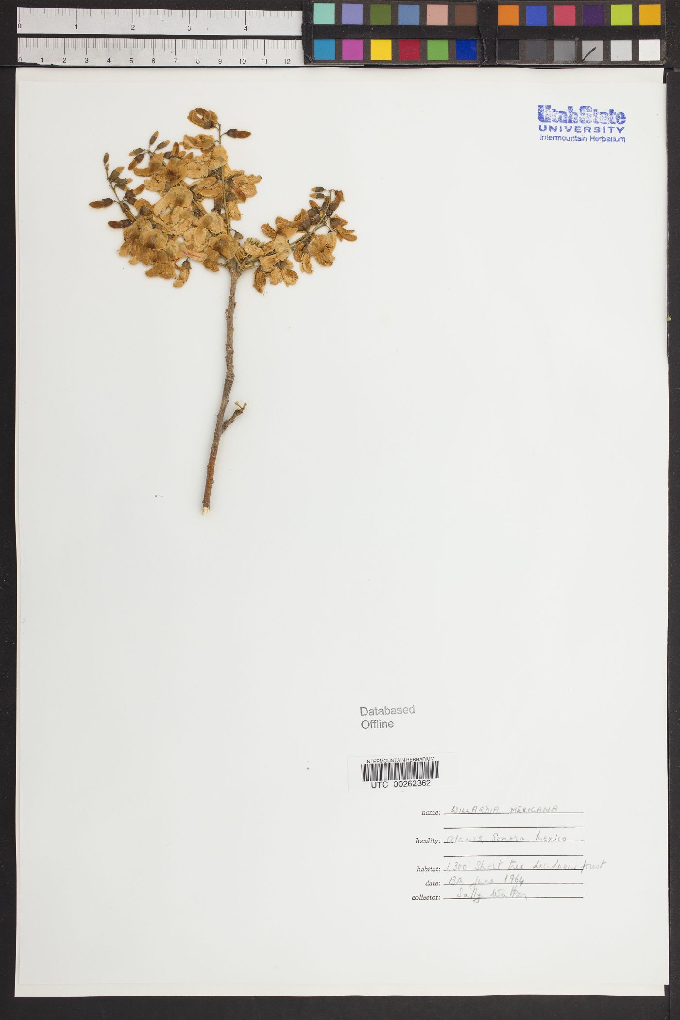 Lonchocarpus hermannii image