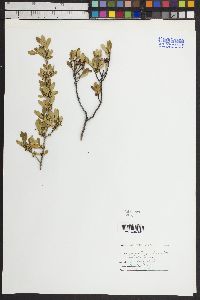 Fraxinus greggii image