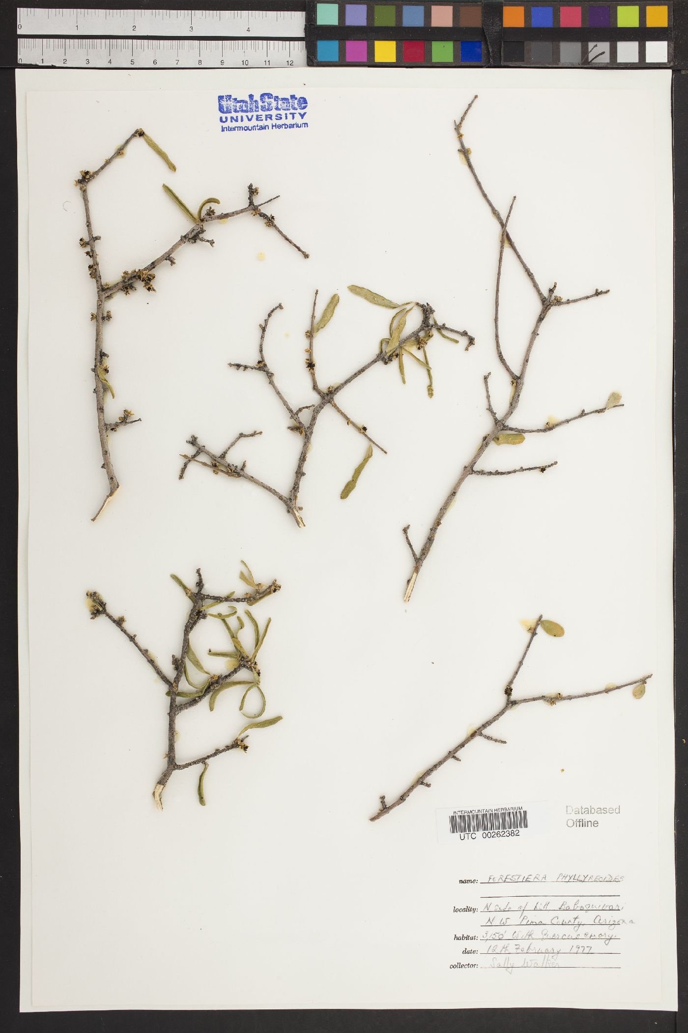 Forestiera phillyreoides image