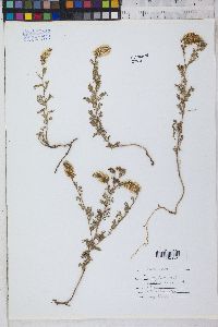 Dalea albiflora image
