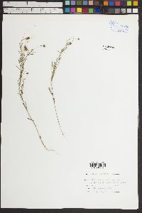 Dalea filiformis image