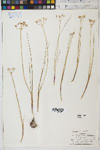 Allium rhizomatum image