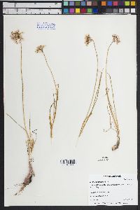 Allium cernuum image