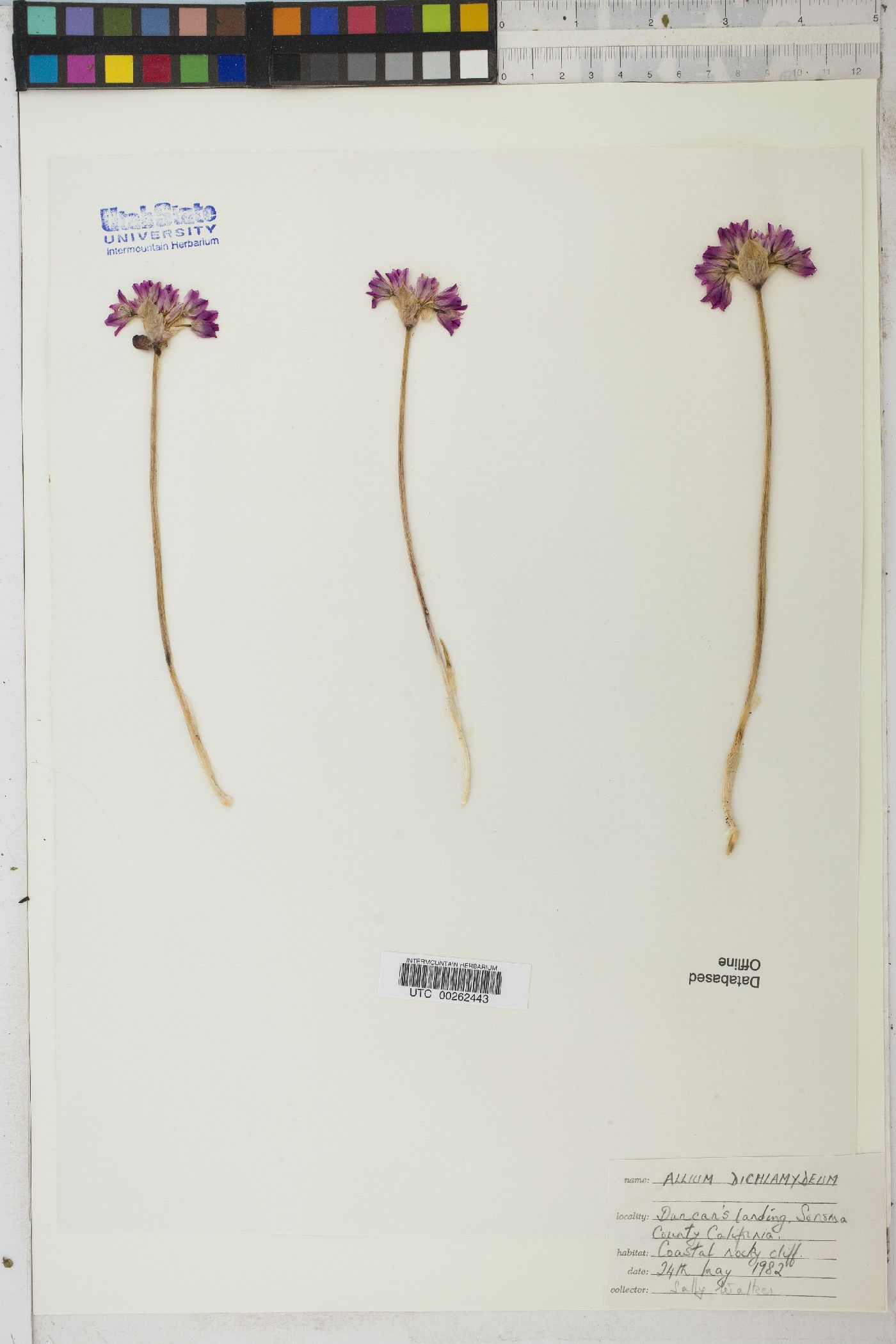 Allium dichlamydeum image