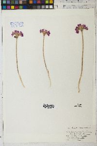 Allium dichlamydeum image