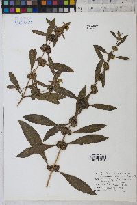 Buddleja sessiliflora image