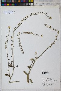 Hackelia ursina image