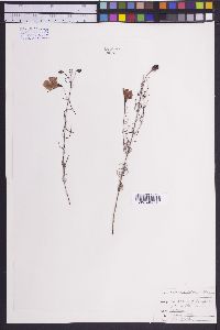 Agalinis peduncularis image