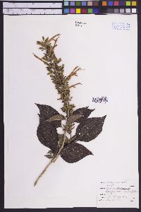 Salvia concolor image