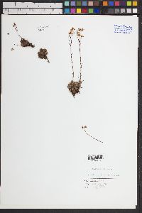 Saxifraga bronchialis image