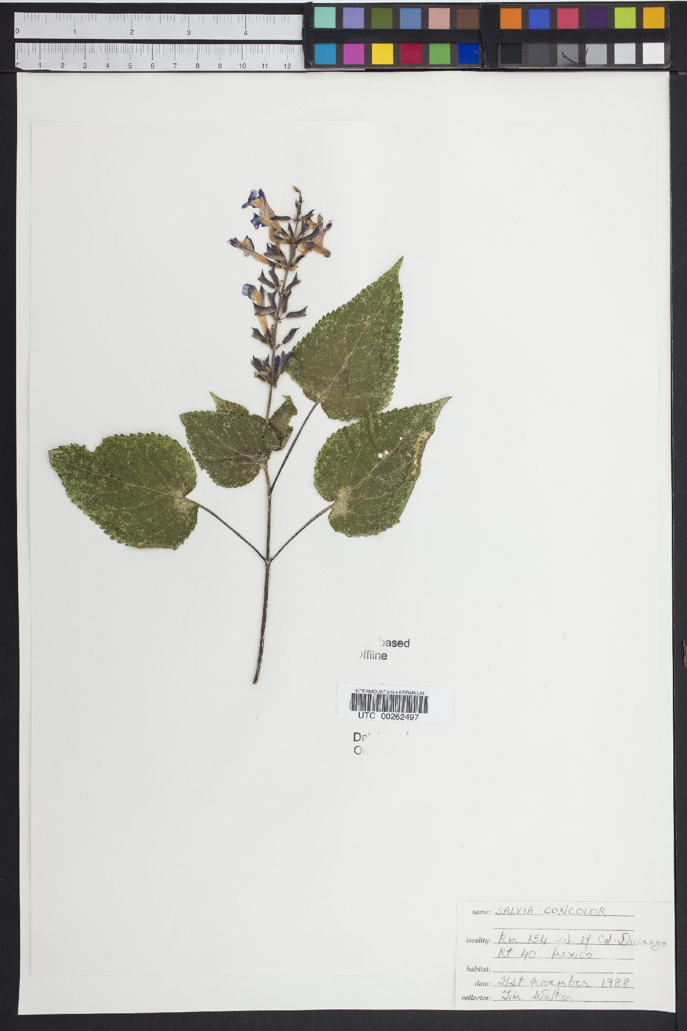 Salvia concolor image