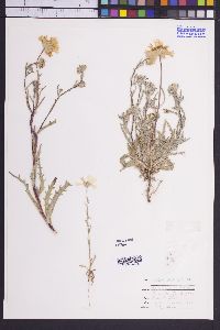 Layia glandulosa image