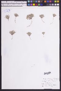 Cryptantha crassisepala image